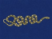 藏品(雨傘節)的圖片